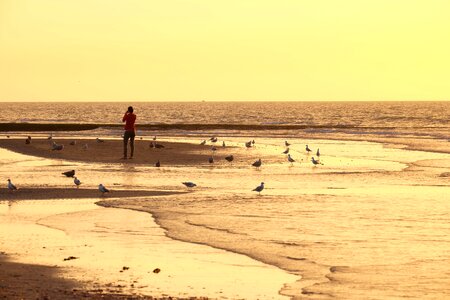 Sunset gulls sky photo