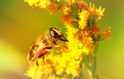 Flower animals nature