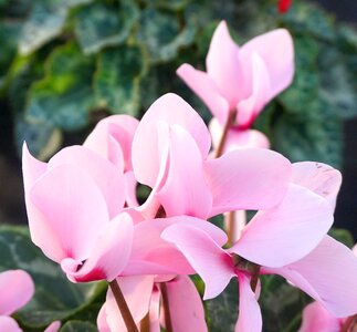 Flora pink ornamental plant