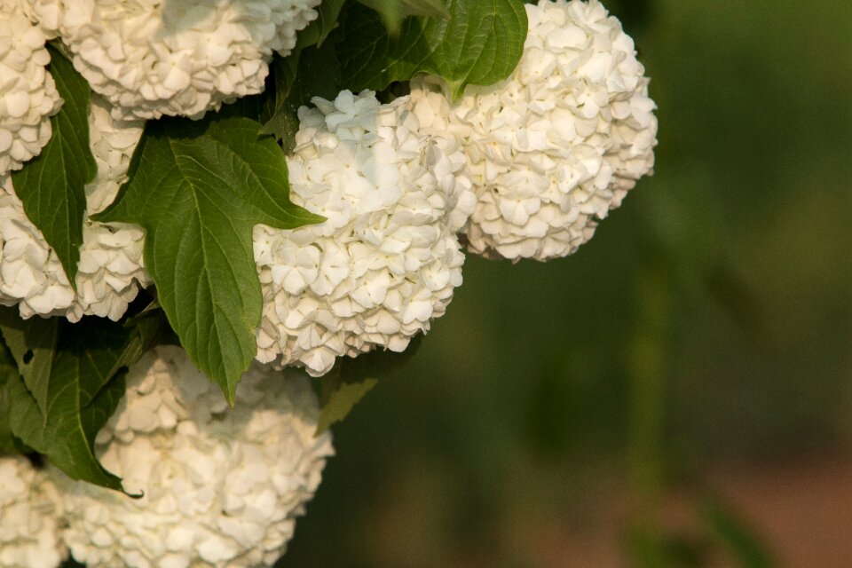 Nature plants state of the union