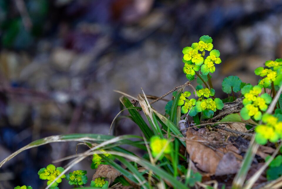 Flower season growth
