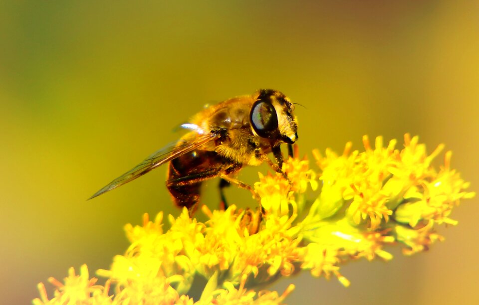 Flower animals nature