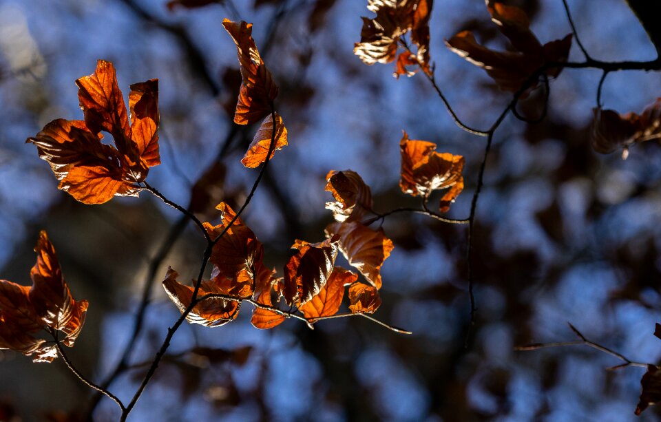 Leaf nature plant