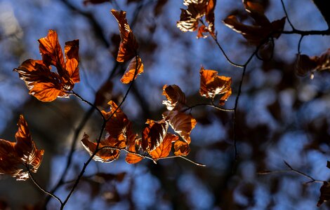 Leaf nature plant photo