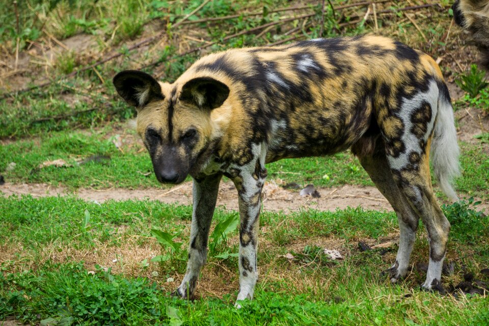 Predator carnivores animal