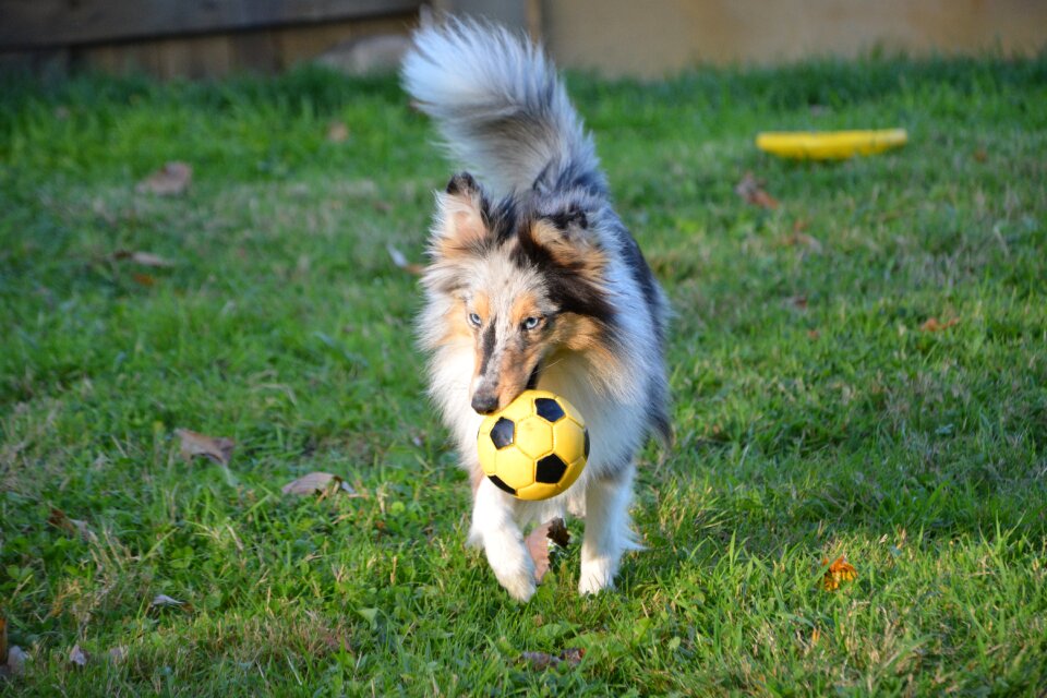Dog ball mouth bitch plays adorable