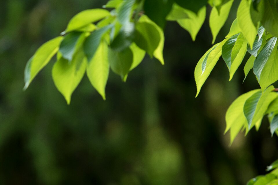 Leaf plants the leaves