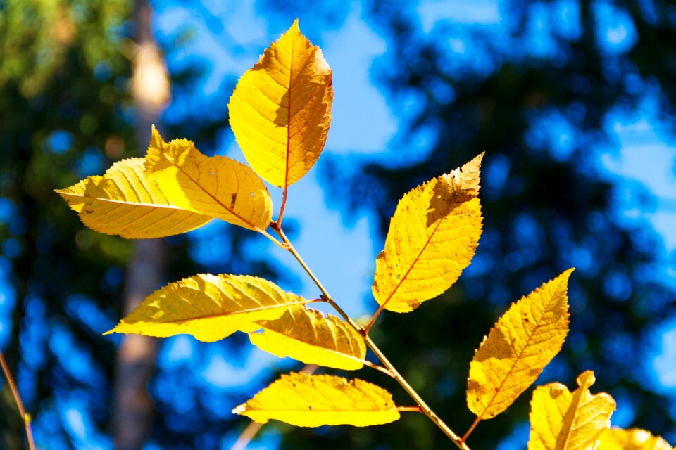 Nature fall color fall leaves photo