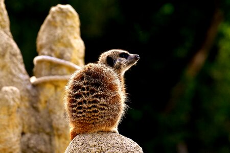 Zoo tiergarten small