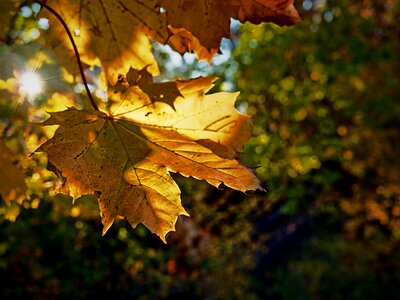 Nature leaves atmosphere