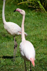 Bird animal plumage photo