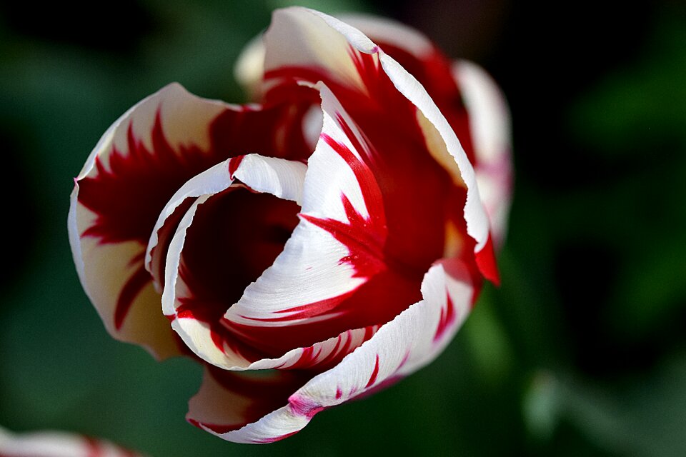 Tulip rembrandt tulip red