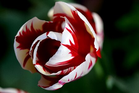 Tulip rembrandt tulip red photo