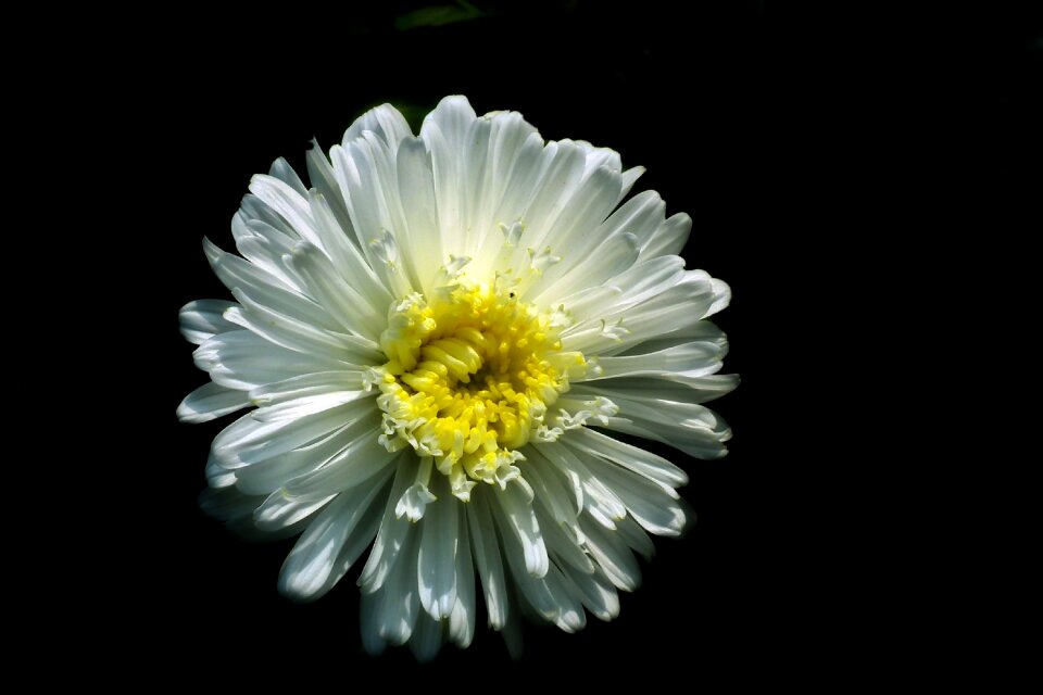Nature the petals macro