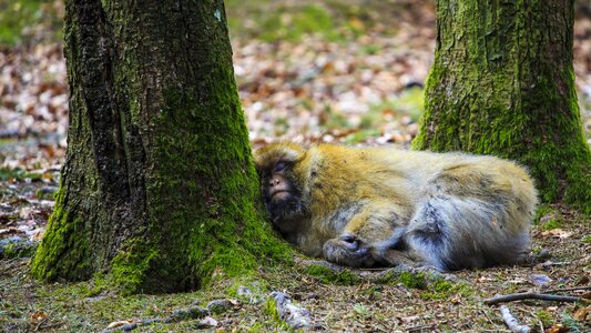 Forest nature rest