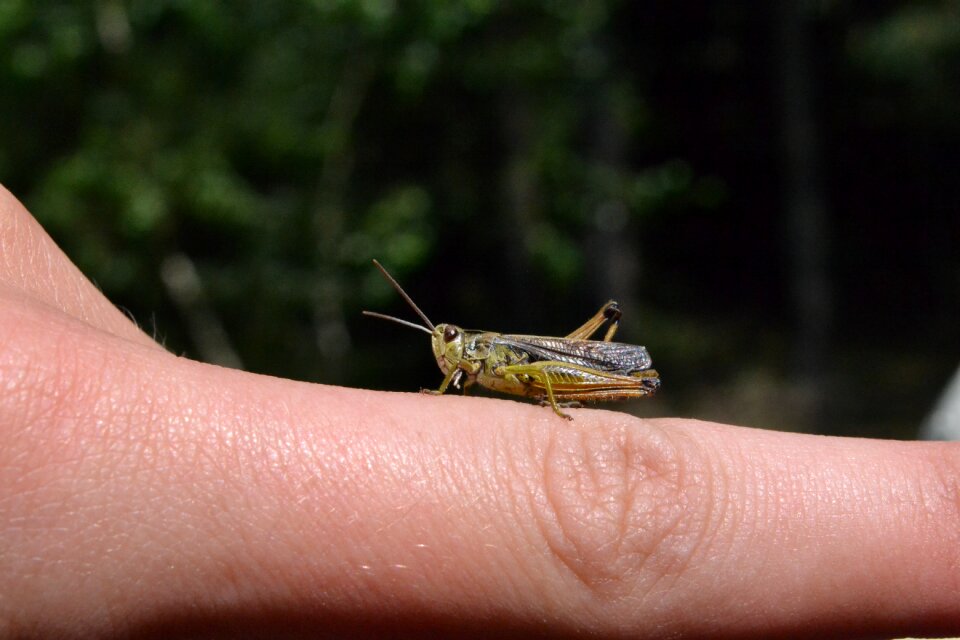 Hand insect animal world