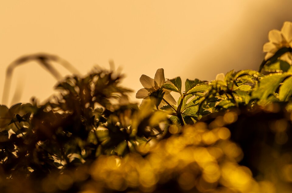 Blur close up golden