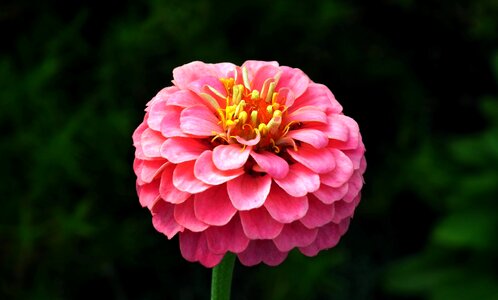 Nature summer the petals