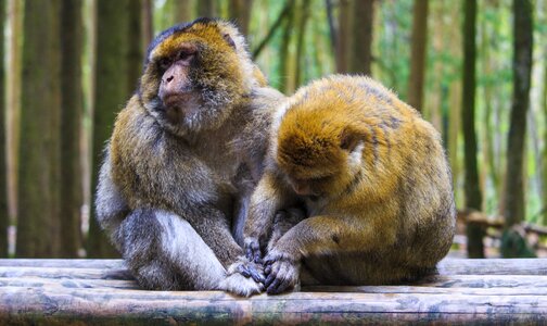 Man and woman delouse monkey family