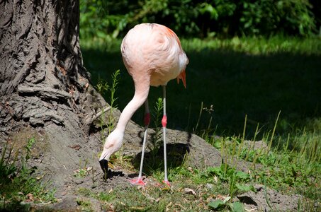 Bird animal plumage photo