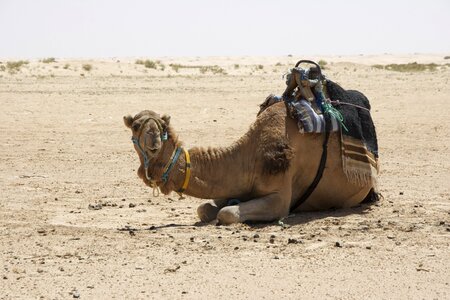 Desert sand animal photo