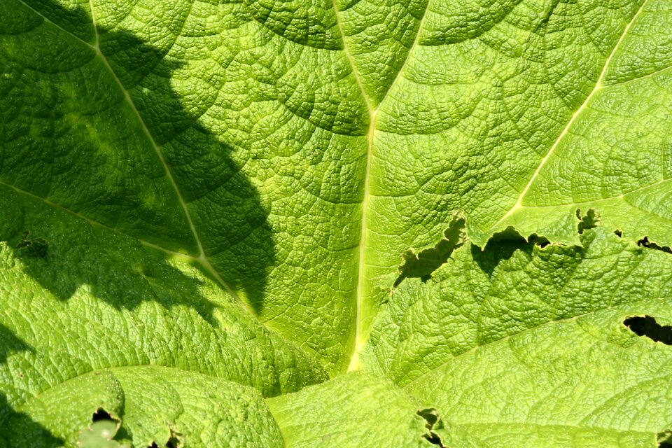 Giant rhubarb gunnera manicata ornamental plant