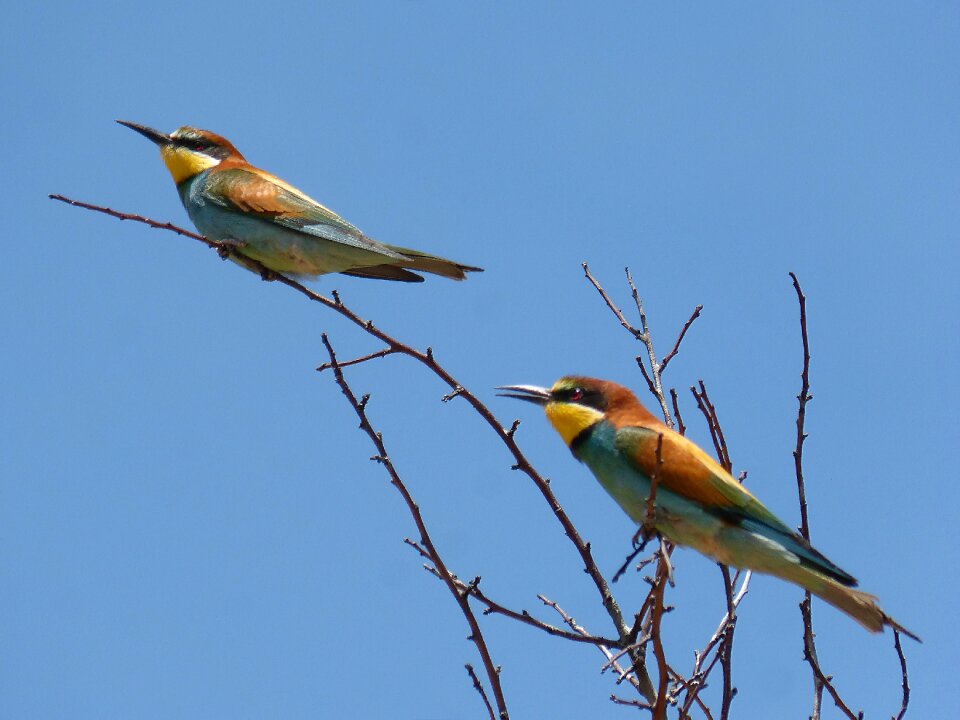 Bee eaters branches birds
