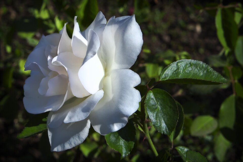 Nature white roses beauty