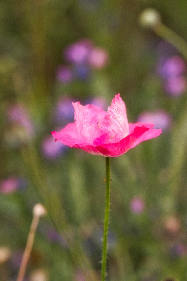 Flower mohngewaechs poppy flower