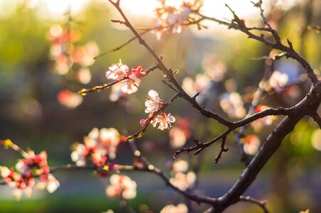 Nature cherry apricot photo