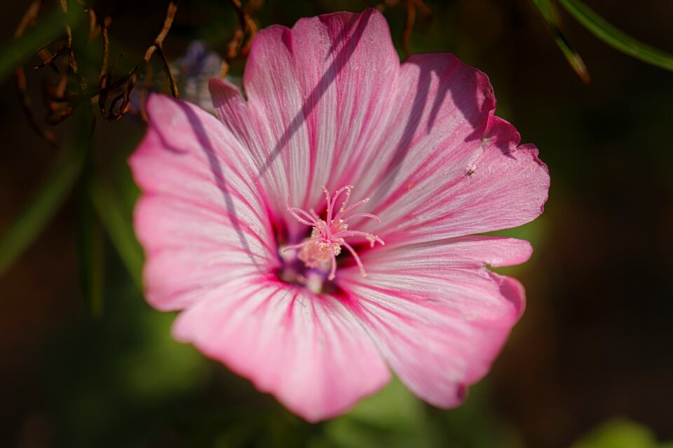 Summer nature plant