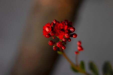 Plant flowers petals photo