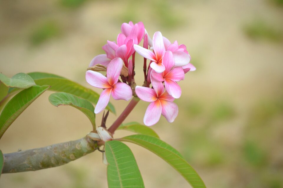 Blossom spring bloom