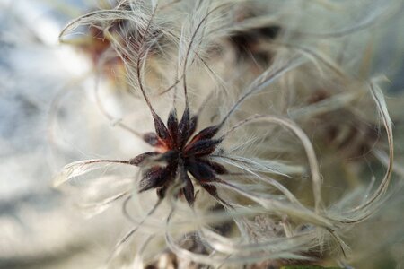 Filigree bloom nature