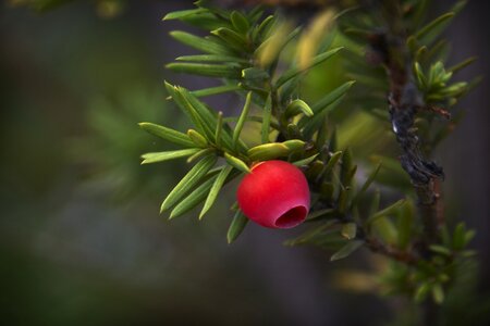 Nature plant trees