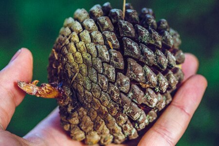 Nature cones pine