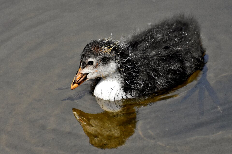 Animal world animal portrait water bird