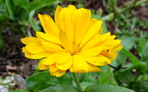 Macro flora scent