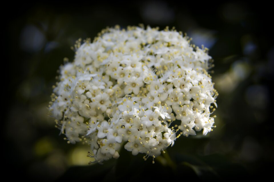 Nature white flowers garden