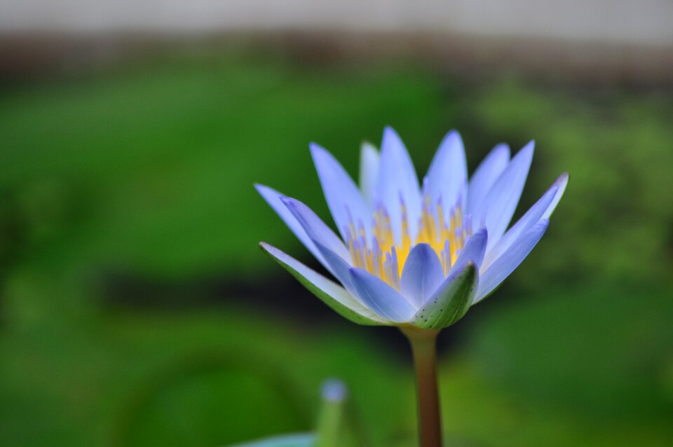 Thailand macro flower