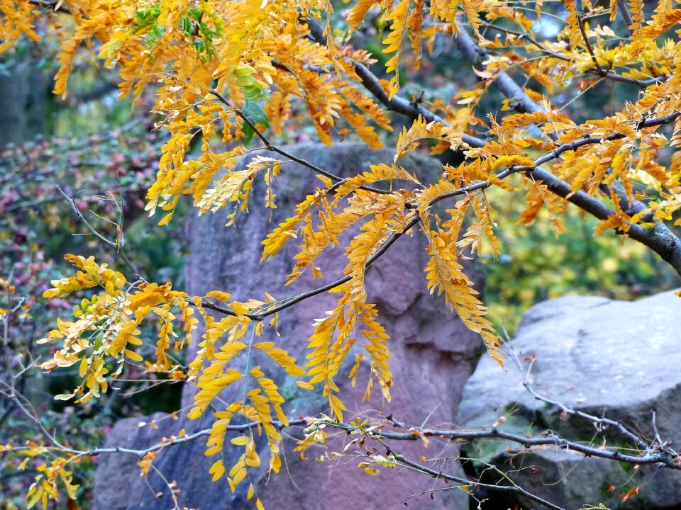 Nature landscape leaves