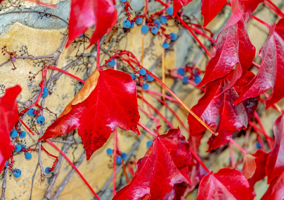 Climber plant grape crop autumn
