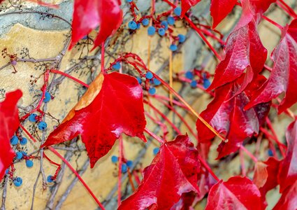 Climber plant grape crop autumn photo