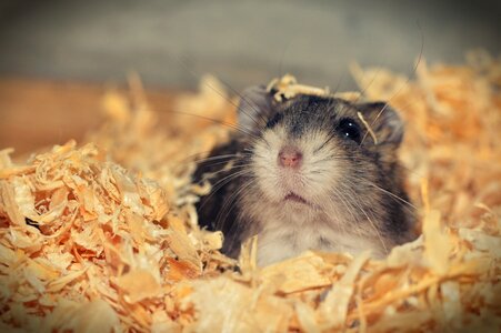 Animal rodent cute photo