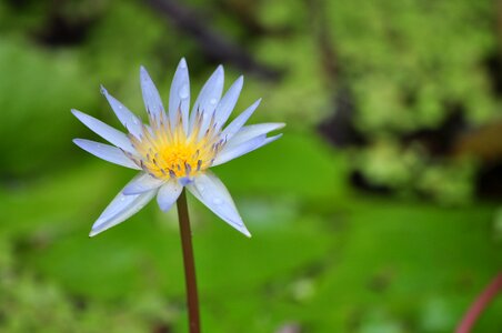 Thailand macro flower