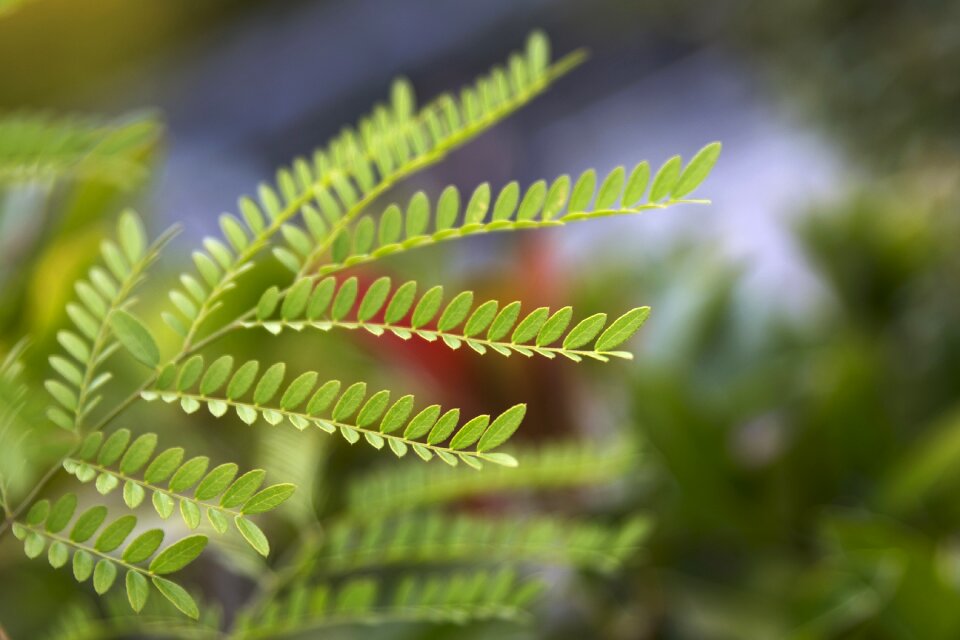 Green nature green leaves