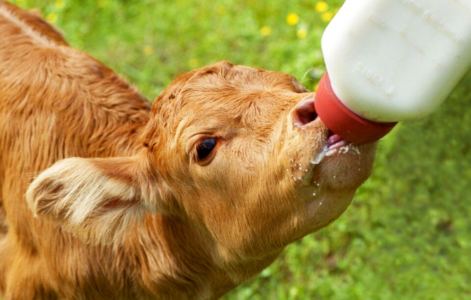 Brown calf farm cattle