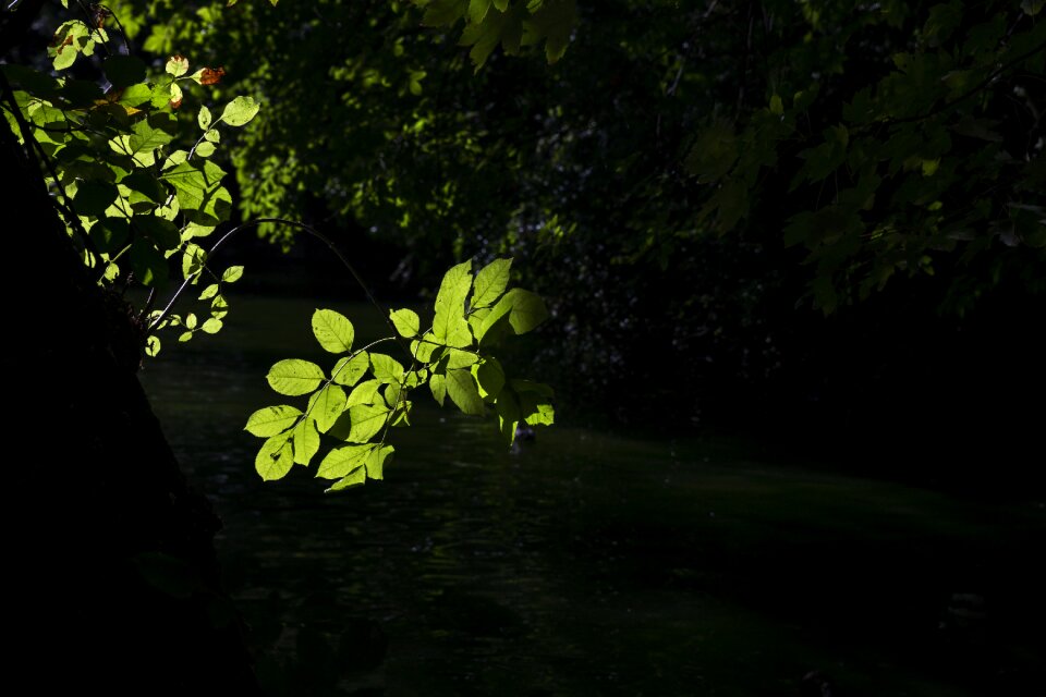 Nature green leaf branch