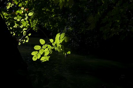 Nature green leaf branch