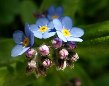 Plant garden spring